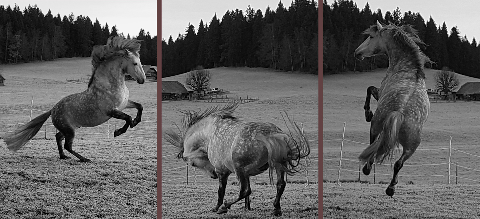 Physiotherpaie und Rehabilitation für Pferde, Sibylle Flückiger Unterlangenegg
